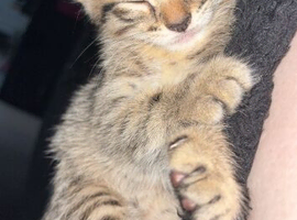 Bengal kittens for sale