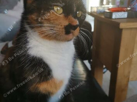 Very affectionate calic old lady cat.