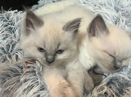 Bluepoint ragdoll kittens
