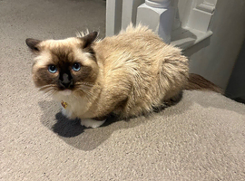 Blue Tabby Point Mitted Ragdoll