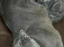 Kittens for sale