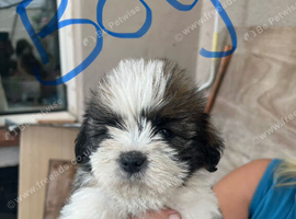 Puppy&rsquo;s for sale Shih Tzu 7 mixed litter