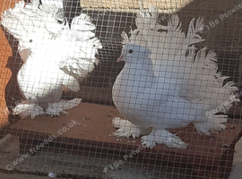 2 Massive Indian Fantails.