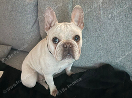 3yr old frenchie female