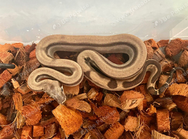 Fire motley double het RDR sharp