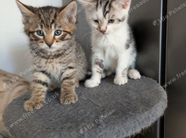 Bengal cross kittens ready now