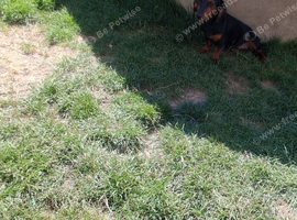 dachshund