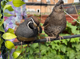 Pair of Californian Quails