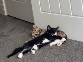 1 male kitten left ready now need gone