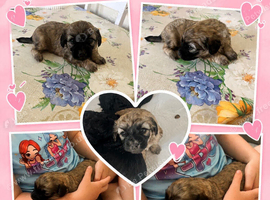 Teddy bear mixed girl pup