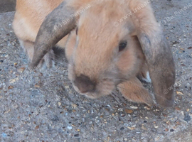 Beautiful French lop male