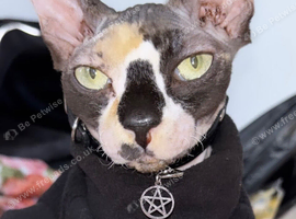 12 month old sphinx female