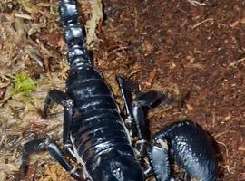 Thai forest scorpion