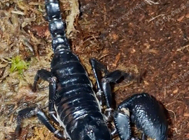 Thai forest floor scorpion