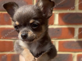 stunning chihuahua puppies READY to leave