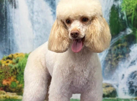 Kc registered Toy poodle girl