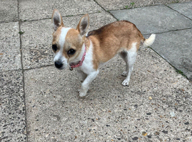 Lovely little Chihuahua cross Jack Russell year old