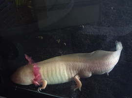 2 x Axolotl