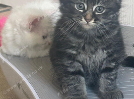 Cute n cuddly kittens for sale