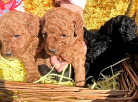 Gorgeous Pedigree Poodle Pup for Sale!