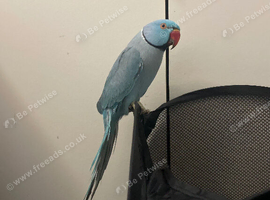 1 blue ring neck male