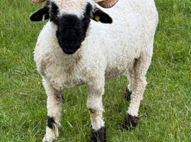 Gorgeous Valais Blacknose Shearling Ewes