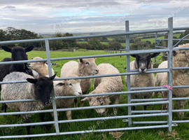 Very Tame Lambs