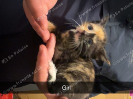 Kittens