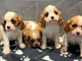 King Charles cavalier puppy's