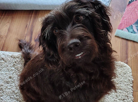 ***FERN RESCUE* 4 YO COCKAPOO FOR ADOPTION***
