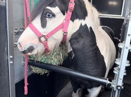 Stunning gelding for sale