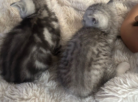 British short hair kittens