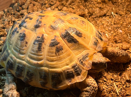 Pair of female Horsefield (Russian) tortoises available. And cage