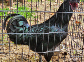 ayam cemani cockerel