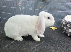Mini plush lop