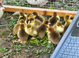 Muscovy Ducklings