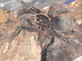 Theraposa Apophysis juvie female