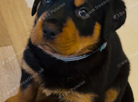 Ready now !! 2 Gorgeous full pedigree Rottweiler puppies