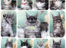 TICA registered Maine coon kittens