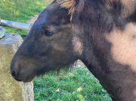 Registered fell pony colt foal