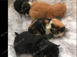 Stunning Kittens ready to find new home