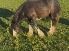 Stunning filly