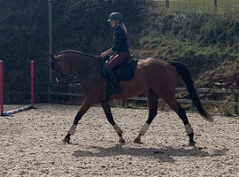 17.2hh ROR