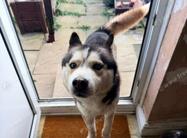 Siberian husky for sale