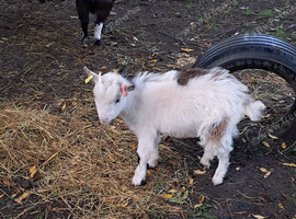 4 month old pygmys