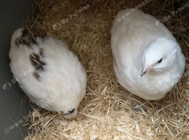 6 weeks old white female quails