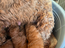 Lovely Cavapoos