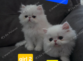 BEAUTIFUL PERSIAN KITTENS &ndash; READY 14 SEPTEMBER ️