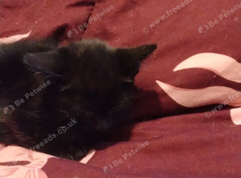5 black kittens