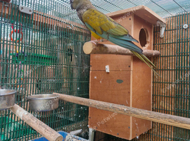 Patagonion parrots